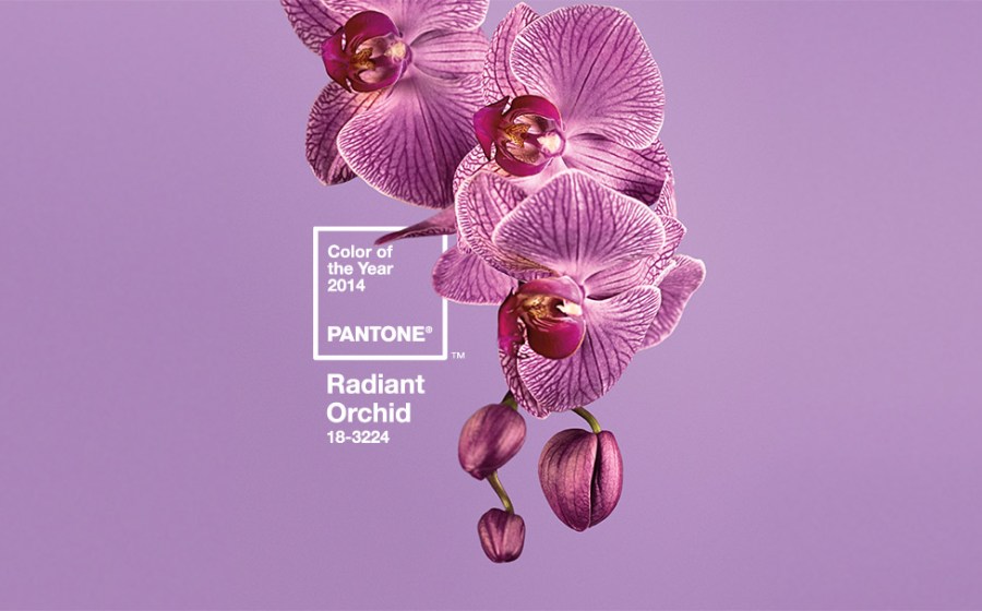 Orquidea radiante color Pantone - Villalba Interiorismo
